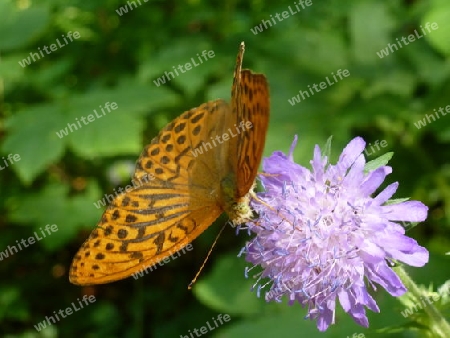 Schmetterling