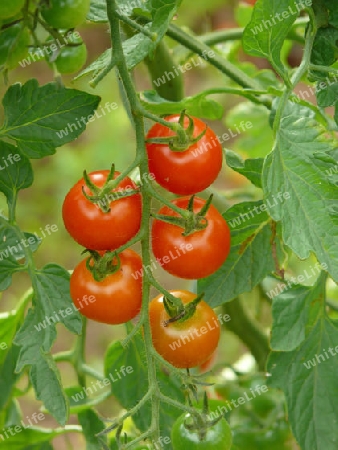 Tomaten