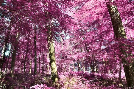 Beautiful pink and purple infrared panorama of a countryside landscape with a blue sky.