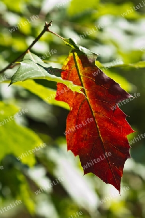 Rotes Blatt