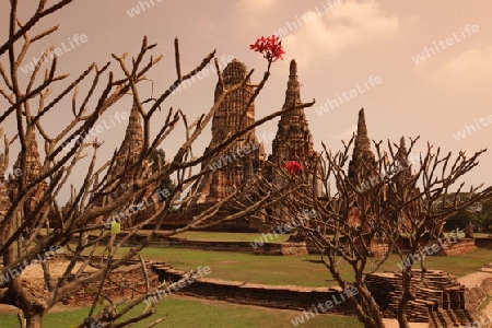 Der Wat Chai Wattanaram Tempel in der Tempelstadt Ayutthaya noerdlich von Bangkok in Thailand.