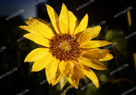 Sonnenblume