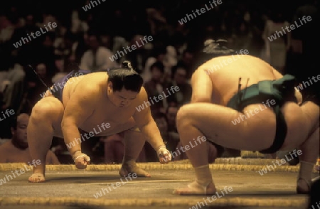 a Sumo fight in the Sumo Arena in the City centre of Tokyo in Japan in Asia,