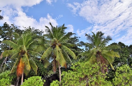 Beautiful palm trees at the beach on the tropical paradise islands Seychelles