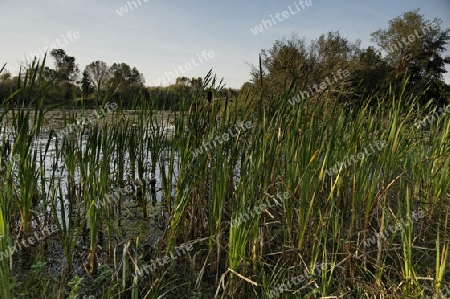 Am See