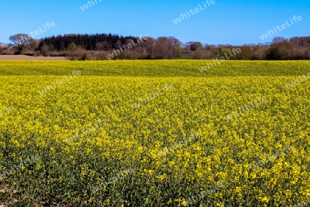 Yellow field of flowering rape and tree against a blue sky with clouds, natural landscape background with copy space, Germany Europe.