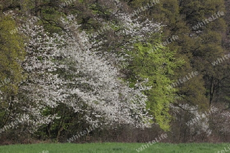 Baumbl?te im Wald