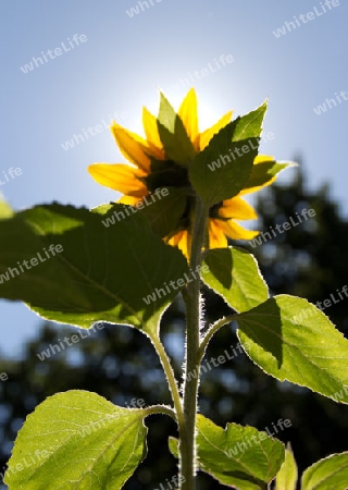 Sonnenblume 3