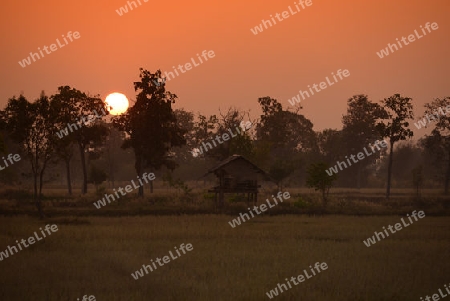 Die Landwirtschaft mit Reisfeldern im Winter bei Amnat Charoen im Isan im osten von Thailand,