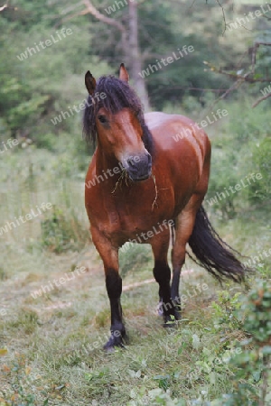 Pferd im Wald