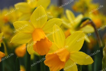 Daffodils