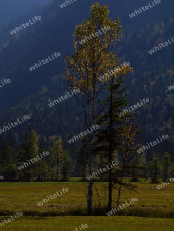 Feuchtgebiet in der Sonne