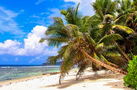 Beautiful palm trees at the beach on the tropical paradise islands Seychelles