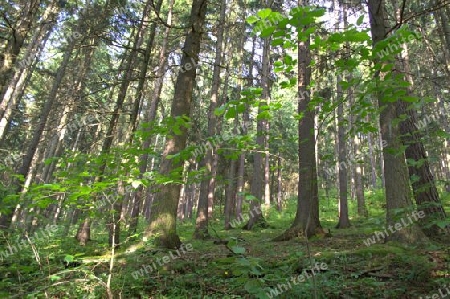 Wald 2