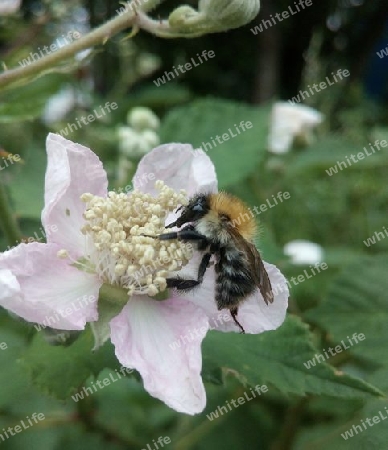 Ackerhummel auf Brombeerblüte II