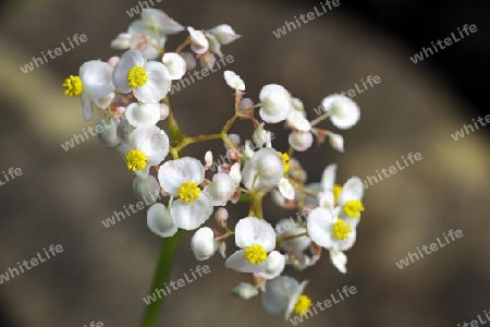 Bl?te einer Begonie ( Begonia floccifera) Indien