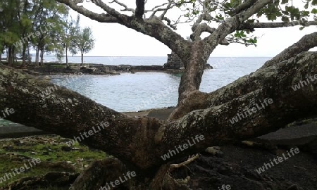 Baum und See