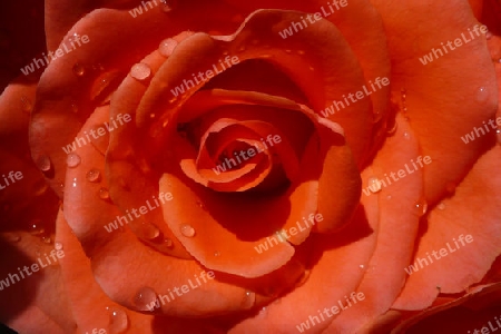 Die orange Rose