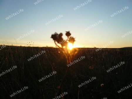 Pflanzen, Sonne