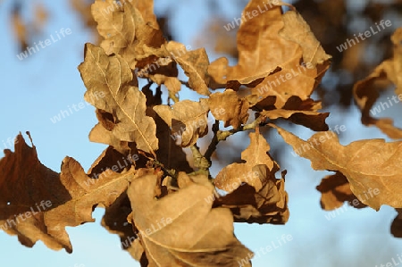 Herbst