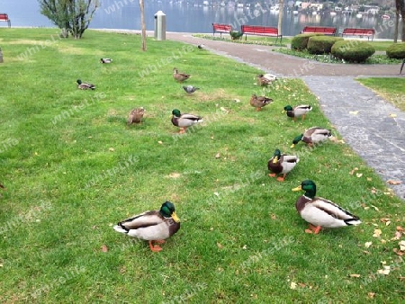 Enten