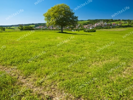 Obstbaum