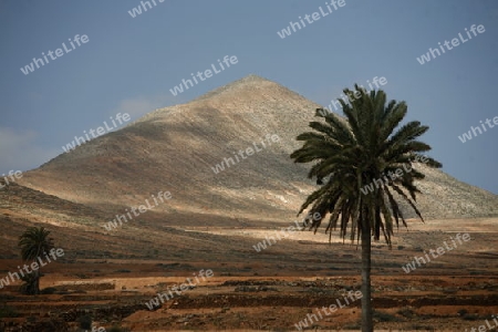 the Landscape on the Island Fuerteventura on the Canary island of Spain in the Atlantic Ocean.