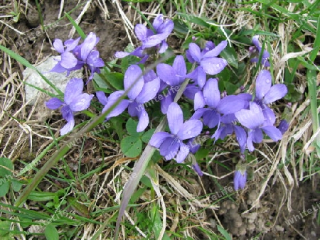 blaue Bluete auf dem Waldboden