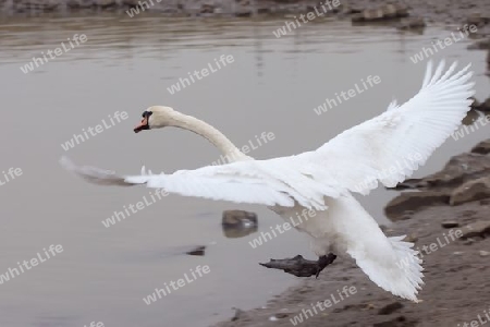 Landender Schwan