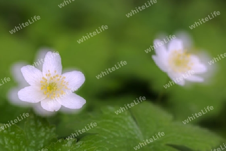 Buschwindr?schen ( Anemone nemorosa), Doppelbelichtung,  Berlin, Deutschland, Europa