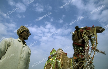 Kamel Farmer at the kamel Festival in the town of Bikaner in the province Rajasthan in India.