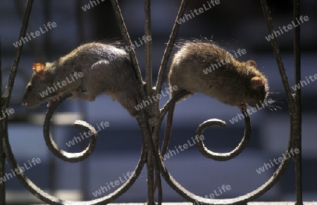 rats at the Rat Temple in the town of Deshnok in the province of Rajasthan in India.