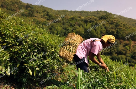 Teepfluecker ernten Teeblaetter in einer Tee Plantagen beim Bergdorf Mae Salong in der Huegellandschaft noerdlich von Chiang Rai in der Provinz Chiang Rai im Norden von Thailand in Suedostasien.