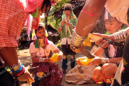 Eine Traditionell gekleidete Langhals Frau eines Paudang Stammes aus Burma lebt in einem Dorf noerdlich von Chiang Mai in Nord Thailand