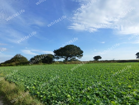 Feld in der Bretagne