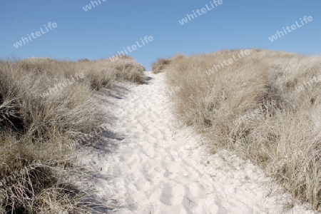 D?nenlandschaft auf Sylt