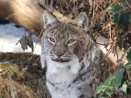 Luchs