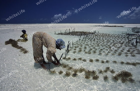 Eine Frau arbeitet auf ihrer Seegras Plantage an der Ostkuester der Insel Zanzibar oestlich von Tansania im Indischen Ozean.