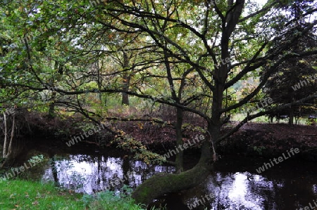 gro?er Baum am Fluss