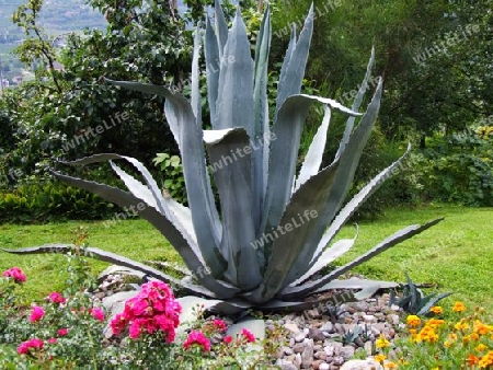 Agave im Garten