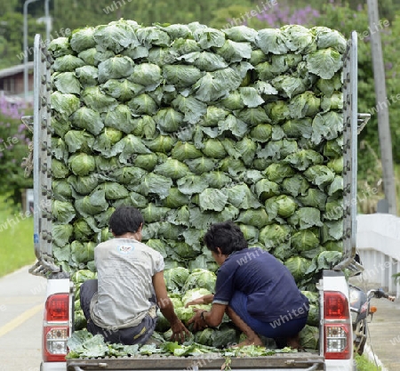 Bauern beladen die Kabisernte an der Bergstrasse vom Dorf Mae Hong Son nach Mae Aw im norden von Thailand in Suedostasien.