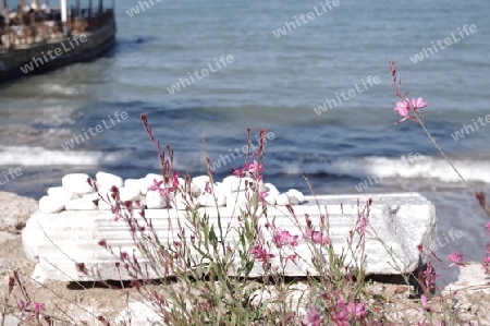 Blume mit Stein