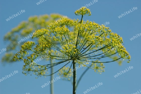 Fenchel Bl?tenstand