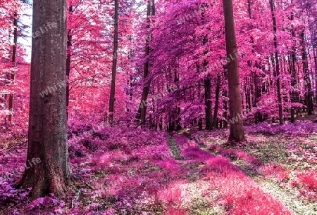 Beautiful pink and purple infrared panorama of a countryside landscape with a blue sky.