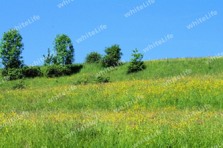 Sommerwiese mit Busch