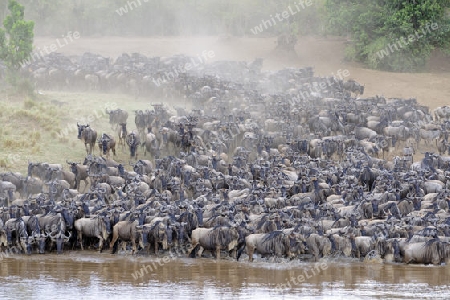 Gnu, Streifengnu, Weissbartgnu (Connochaetes taurinus), Gnumigration, dr?ngelnde Gnus am Mara Ufer, Masai Mara, Kenia