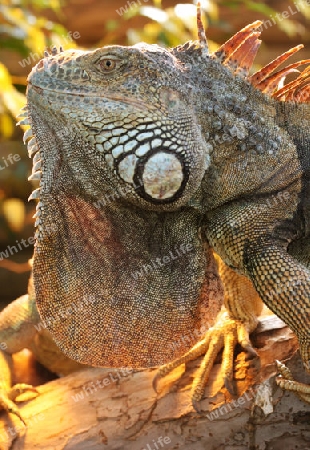 Leguan