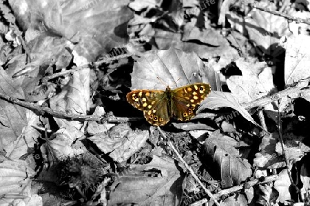 Speckled Wood - Waldbrettspiel