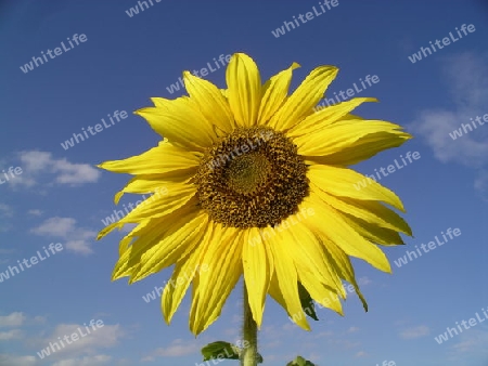 Sonnenblume