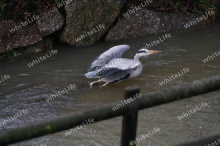 Storch